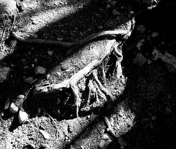 istock Black and white trees roots 2212585825
