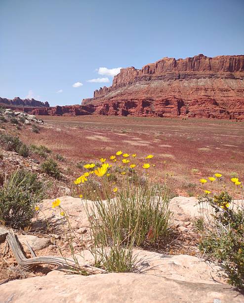 istock Wildflowers and red cliffs Moab Utah 2212585900