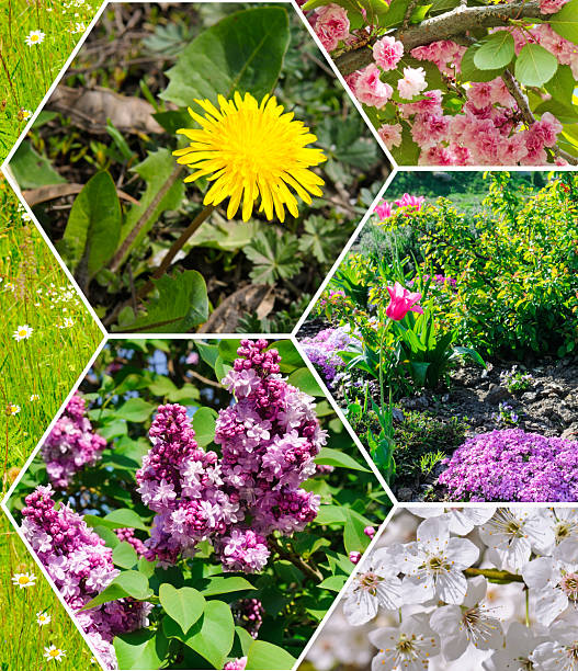 istock Photo of spring flowers. collage. 2212586397