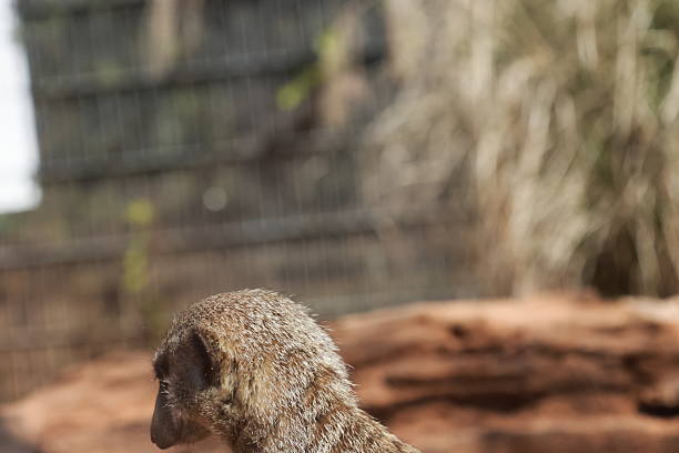 The oldest meerkat stands on alert. Stretched tall this furry tan, gray and white with dark brown stripes elderly meerkat stands a centurion to protect his home.
