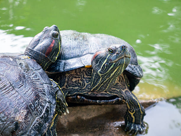 istock Domestic turtle Red-eared Pond slider, Common slider in nature. 2212587190
