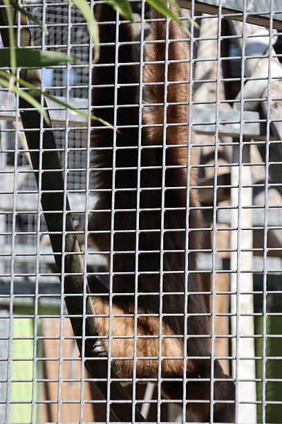 istock Zoo animal portrait 2212587487