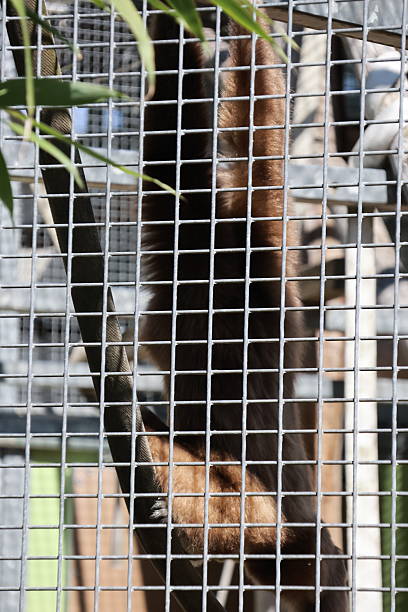 istock Zoo animal portrait 2212587496