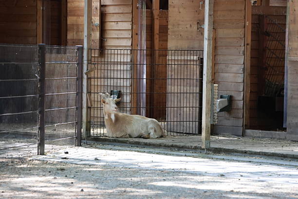 Animal at the zoo in their enclosure on a sunny day.