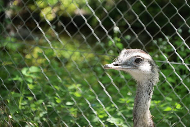 istock Zoo animal portrait 2212587521