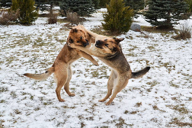 istock Two German Shepherds Playfully Fighting in Snow 2212587553