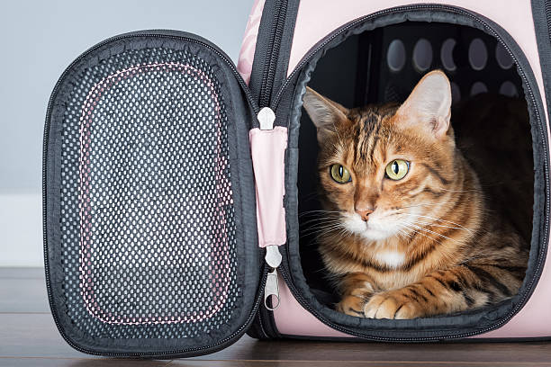 istock Bengal cat in a carrier in a room. 2212587693