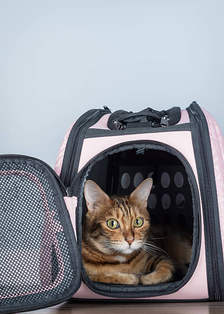 istock Bengal cat in a carrier in a room. 2212587695