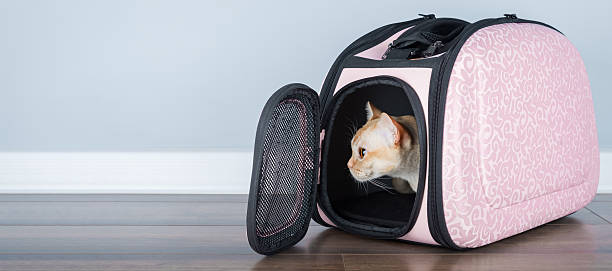 istock Burmese cat in a soft carrier indoors. 2212587696