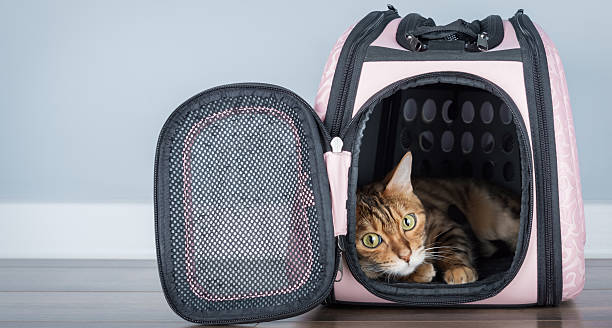 istock Bengal cat in a carrier in a room. 2212587698