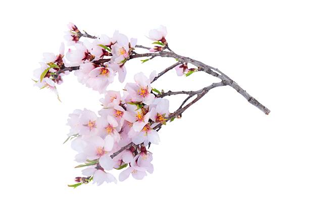 istock Pink and white cherry tree flowers 2212588062