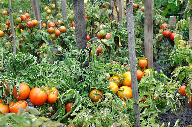 istock organically cultivated tomato plantation 2212589092