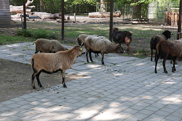 istock Animals at the zoo 2212589886