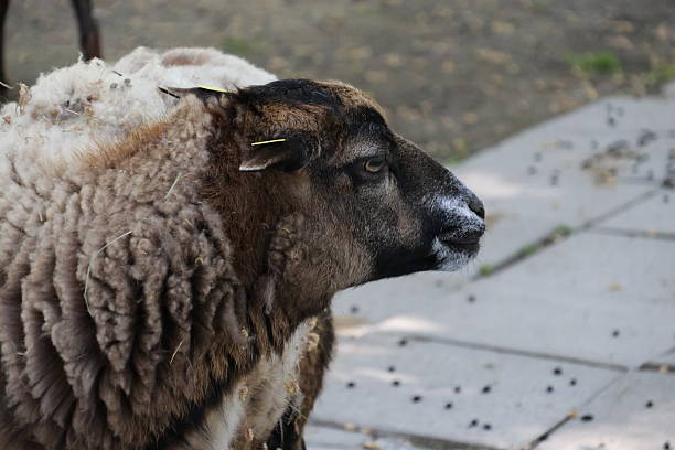 Near Little River on Banks Peninsula In New Zealand, high-quality coloured sheep are often kept for their wool, which has both commercial and handcraft uses. Among the most favoured breeds are Merino, Romney, Corriedale, Polwarth and English Leicester, though interest in other breeds such as Gotland and Arapawa is increasing