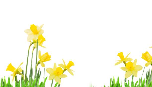 istock narcissus flowers in vase 2212590348