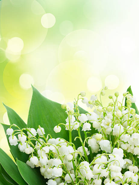 istock Lilly of valley 2212590819