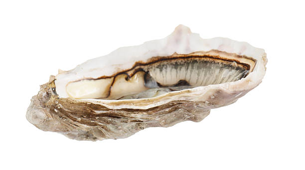 istock One raw oyster isolated on white. Sea food 2212590950