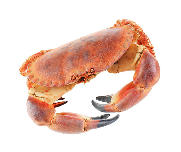 istock One raw crab isolated on white. Sea food 2212590958