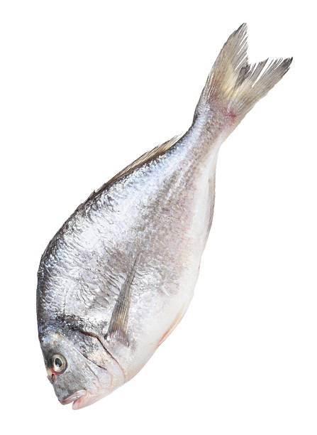 One raw gilthead fish isolated on white. Sea food