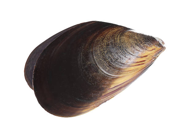 istock One raw mussel isolated on white. Sea food 2212591102
