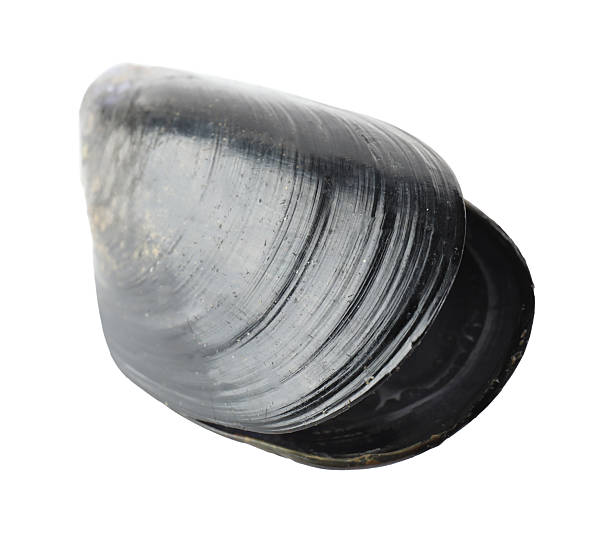 istock One raw mussel isolated on white. Sea food 2212591108