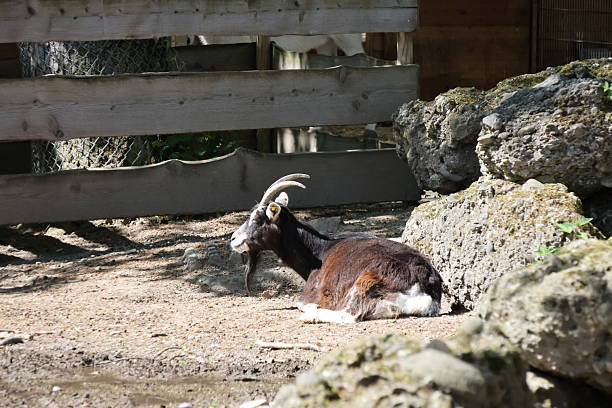 istock Animals at the zoo 2212592361