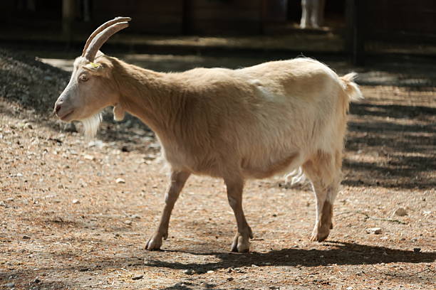 Zoo animals on a sunny day