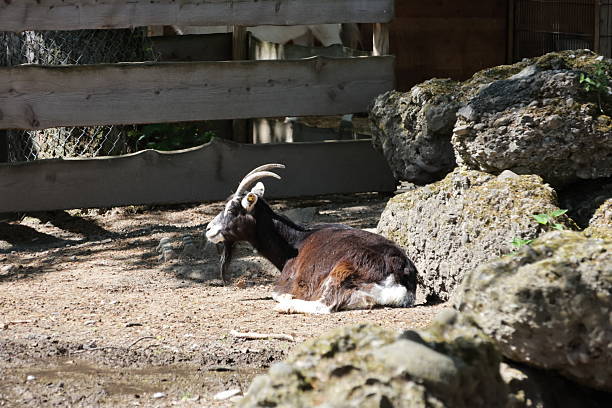 istock Animals at the zoo 2212592378