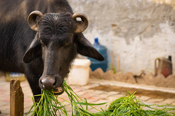 Close up of Indian buffalo eating fresh green grass or silage crop.