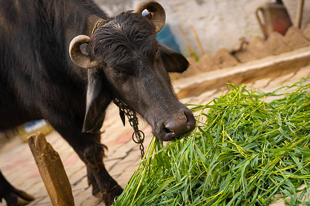 Close up of Indian buffalo eating fresh green grass or silage crop.