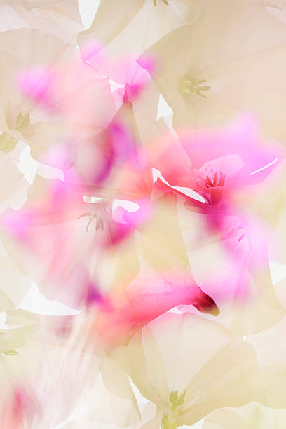 istock beautiful decorative abstract flowers in pastel colors and double exposure 2212592549