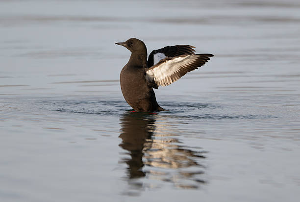 istock Black guillemot, Cepphus grylle 2212592687