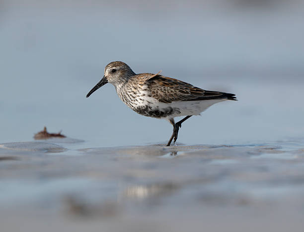 istock Dunlin, Calidris alpina 2212592726