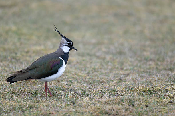 istock Northern lapwing, Vanellus vanellus 2212592752