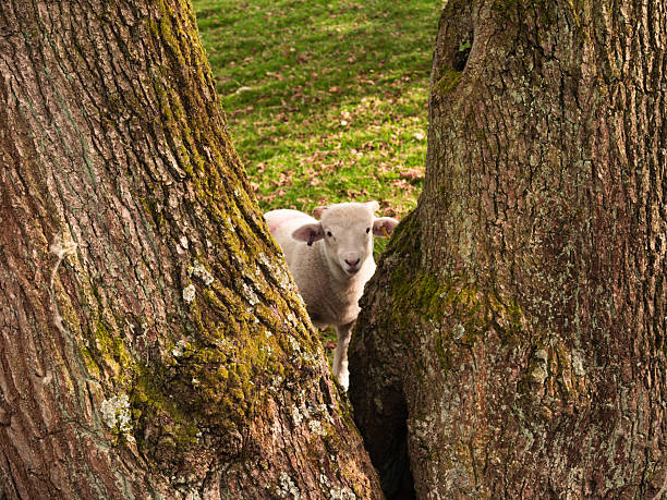 Colored Sheep captures nearby Little River on the Banks Peninsula. It is a peninsula of volcanic origin on the east coast of the South Island of New Zealand. It has an area of approximately 1,150 square kilometres and encompasses two large harbours and many smaller bays and coves