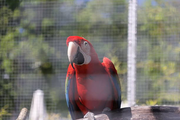 istock Zoo animal portrait 2212593875