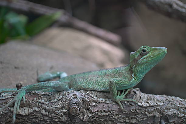 istock close up of lizard in nature 2212594748