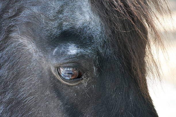Closeup shot of an animal. Including bokeh on a sunny day.