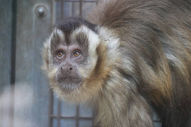 istock Zoo animal portrait 2212594782