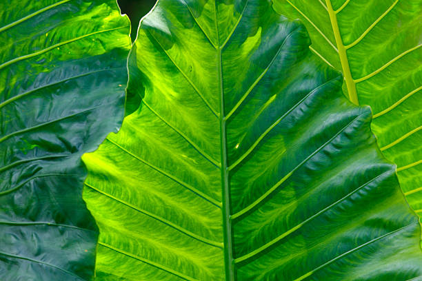 Fresh taro leaves in a tropical garden.