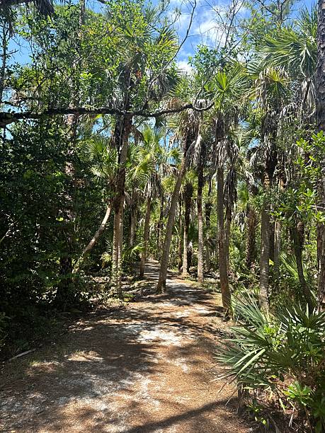 istock Florida nature reserve 2212595050