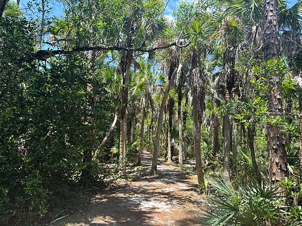istock Florida nature reserve 2212595060