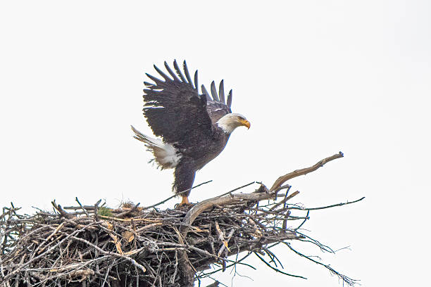 istock Bald eagle flying out of nest with eaglets after mate interactions 2212595122