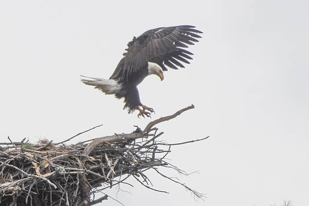 istock Bald eagle flying out of nest with eaglets after mate interactions 2212595239