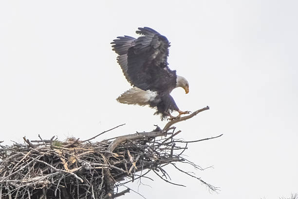 istock Bald eagle flying out of nest with eaglets after mate interactions 2212595272