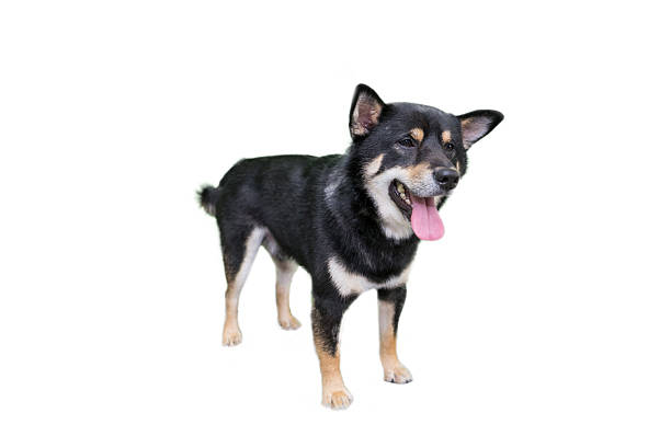 Black shiba inu isolated on white background
