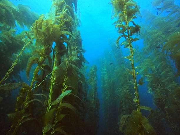 istock Kelp Forrest at Catalina Island 2212597171