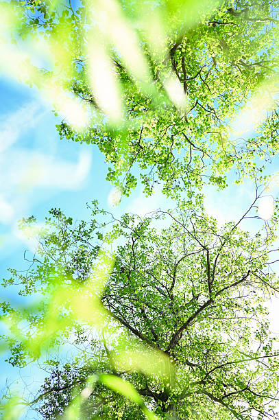 istock Sunlight filtering through fresh green leaves of trees in spring 2212597255
