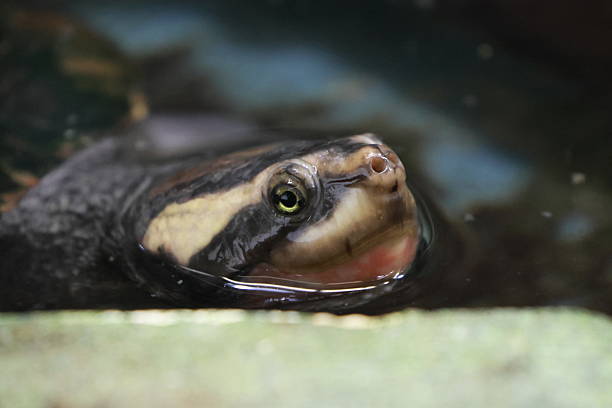 Close up Brazilian Red Eared Slider Turtles, which is famous for its greenish color, is one of the most popular types of tortoise in Indonesia,  Brazilian tortoise