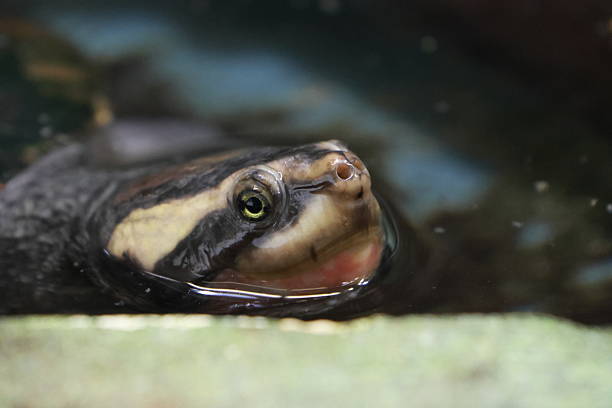 Green Sea Turtles of Chichijima, Ogasawara Islands